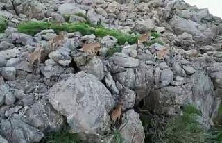 Bölgeye huzurun gelmesiyle silah sesleri yerini yaban...