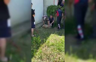 Boşluğa sıkışan koyun kurtarıldı