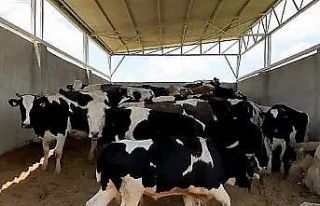 Böyle bakıcı düşman başına: Patronu yokken...