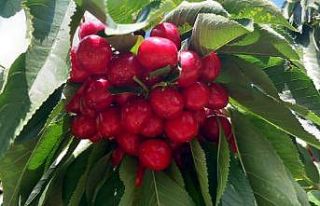 Bu bahçeye gelenler satın aldıkları kirazı kendileri...