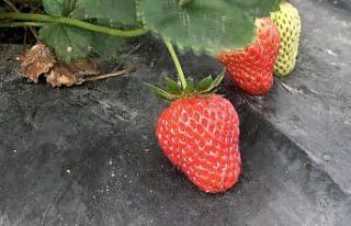 Bu çileğin pazar sorunu yok