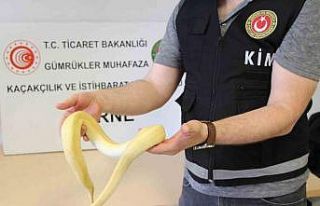 Bu kadarı da pes dedirtti: Kapıkule’de 32 kaçak...