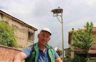 Bu leylekler 15 yıldır aynı yere yuva yapıyor