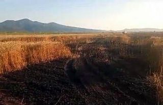 Buğday tarlasında yangın: 15 dönüm küle döndü