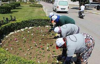 Burhaniye çiçeklerle renkleniyor