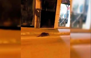 Bursa Mudanya’da su samuru caddede görüldü