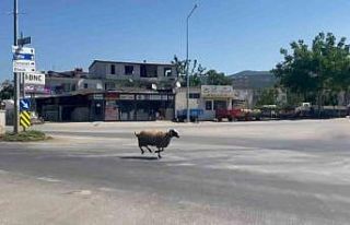 Bursa’da kurbanlık koç trafiği birbirine kattı