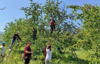 Bursa’dan Avrupa’ya kiraz ihracatı