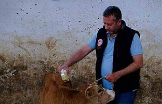 Büyükbaş hayvanlar kenelere karşı ilaçlanıyor