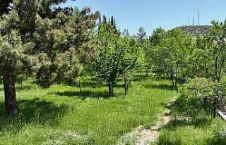 Büyükşehir Belediyesi Ormana’ya kamp ve karavan...