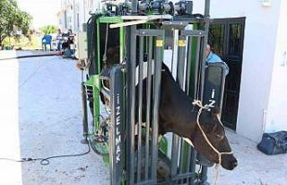 Büyükşehir’in hayvancılığa desteği sürüyor