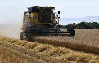 Çanakkale’de arpa hasadı başladı