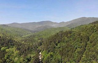 Çanakkale’de ormanlık alanlara giriş yasaklandı