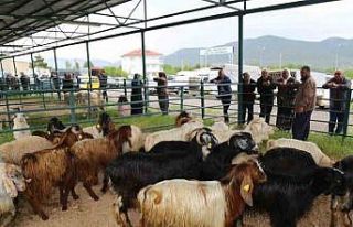 Canlı hayvan pazarı hareketlenmeye başladı