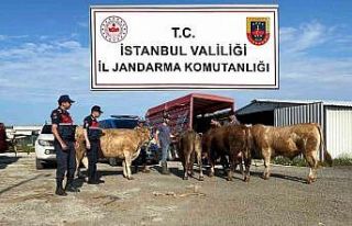 Çatalca’da çalınan kurbanlıklar jandarma ekipleri...
