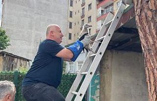 Çatıdan düşen yavru martıya vatandaşlardan şefkat...