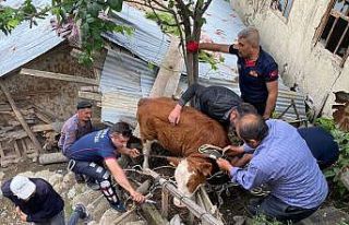 Çatıya çıkan ineği itfaiye ekipleri kurtardı