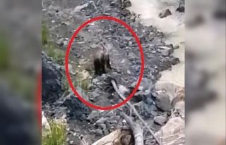 Çaya inen ayılar vatandaşlar tarafından görüntülendi