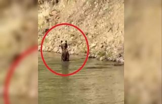 Çayda serinleyen ayı ile vatandaşın gülümseten...