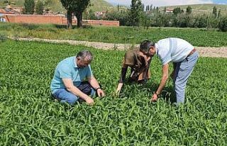 Çayır mera kontrolleri devam ediyor