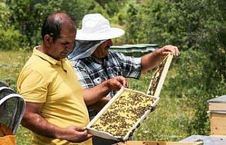Çayırlı’da arıcılık geliştiriliyor