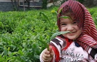 ÇAYKUR’dan müstahsiline ‘Acele etmeyin’ uyarısı