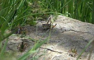 Çekirgelerin istila ettiği köyde vatandaşların...