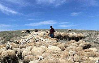 Çetindağ: Ülke genelinde çoban sıkıntısı yaşanıyor
