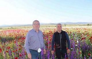 Çiçek açan haşhaş tarlaları eşsiz bir manzara...