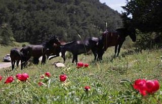 Çiçek açan şakayıkları koparan yandı: Cezası...