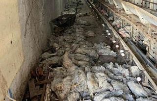 Çiftlikte çıkan yangında 20 bin tavuk telef oldu