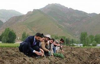 Cilo Dağı eteklerinde kapya biber ve domates üretimi