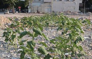 Çöken kuruyemiş dükkanının enkazından ayçiçekleri...