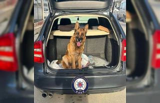 Çorum’da köpek çalan 2 kişi tutuklandı