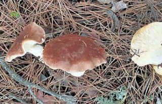 Çorum’da mantardan zehirlenen 4 kişi hastanelik...