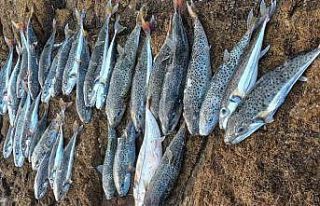 Datça’da balon balığı tehlikesi