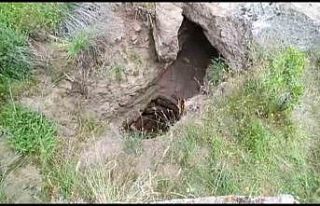 Definecilerin kazdığı çukurda mahsur kalan kaplumbağalar...