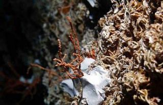 Denizin dibine bakın ne ekiyorlar