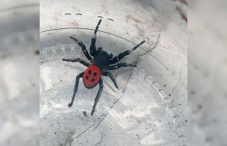 Denizli’de zehirli uğur böceği örümceği görüldü