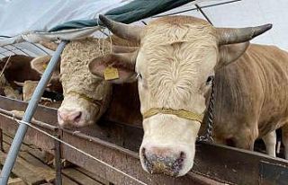 Denizli’ye kurbanda 34 bin hayvan girişi olacak