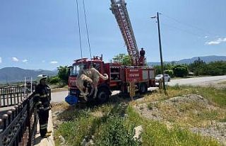 Dere yatağına düşen köpeği itfaiye kurtardı