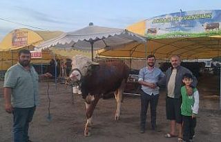 Dev dana 135 bin liradan alıcı buldu