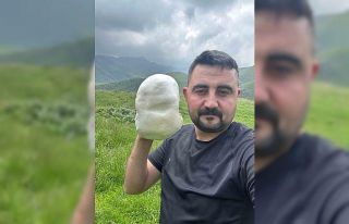 Dev mantarların görüntüsü hayretle karşılandı