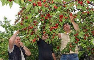 Devlet desteği ile hayalini kurduğu meyve bahçesine...