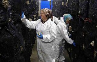 Devlet desteğiyle kurulan tesiste günlük 500 kilogram...