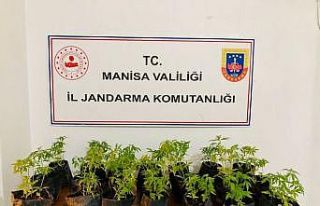 Dikime hazır fide halinde 733 kök kenevir ele geçirildi