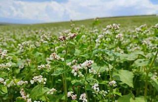 Dinar’da bu yıl ilk kez ekilen kara buğday çiçek...