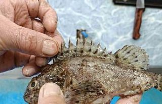 Dışı zehirli, içi lezzetli balık: İskorpit