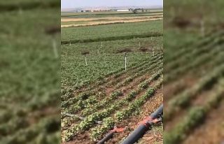 Diyarbakır’da domuz sürüsü tarladaki mahsulü...