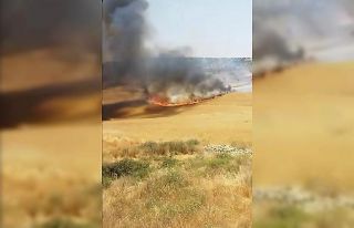 Diyarbakır’da yaklaşık 130 dönümlük buğday...